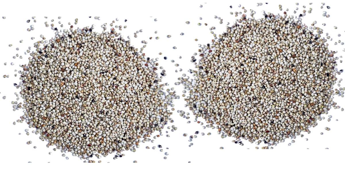 Sorghum